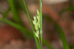 Slender woodland sedge